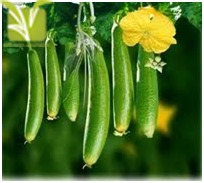 Hybrid Sponge Gourd Seed