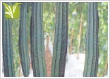 Hybrid Ridge Gourd Seed