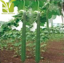 Hybrid Ridge Gourd Seed