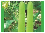 Hybrid Bottle Gourd Seed