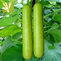 Hybrid Bottle Gourd Seed