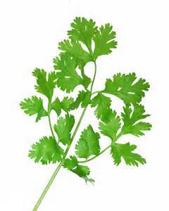 Coriander leaves