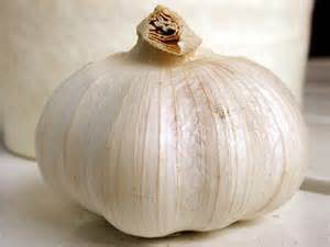 Garlic