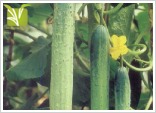 Hybrid Cucumber Seed