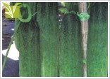 Hybrid Cucumber Seed