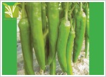 Hybrid Chilies (Mirch) Seed