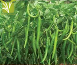 Hybrid Chilies (Mirch) Seed
