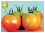 Hybrid Tomato Seed