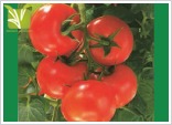 Hybrid Tomato Seed