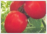 Hybrid Tomato Seed