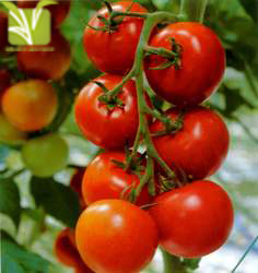 Hybrid Tomato Seed