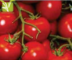 Hybrid Tomato Seed - Obvate 90-100g Red Fruit 65-75 Days Maturity | High Yield Disease Resistant Long Shelf Life Uniform Size