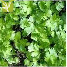Hybrid Coriander (Hara Dhania) Seed