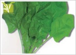 Hybrid Spinach (Palak) Seed