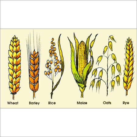 Cereals Food