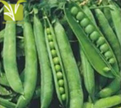Hybrid Green Pea Seed