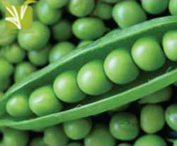 Hybrid Green Pea Seed
