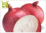 Hybrid Onion Seed