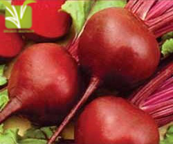 Hybrid Beetroot Seed