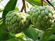 Green Spray Dried Custard-apple-powder