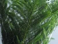 Christmas Tree Nets
