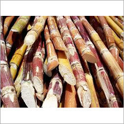 Sugarcane