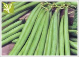 Hybrid French beans Seed