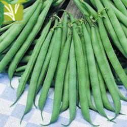 Hybrid French beans