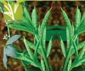 Hybrid Cluster beans Seed