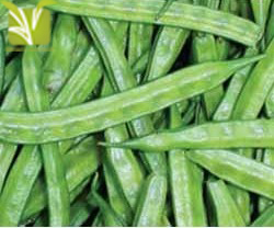 Hybrid Cluster beans Seed