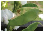Hybrid Dolichos beans Seed