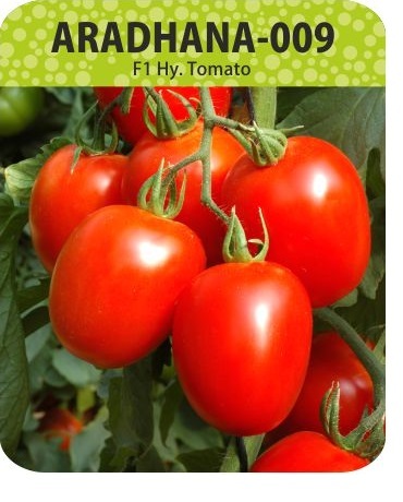 Aradhana - 009 - F1 Hy - Tomato - Red 65-70 Days to Maturity | Semi Determinate ToLCV Tolerant Square Round 90-100gm Very Good Firmness