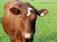 Best Calf Grower Feed