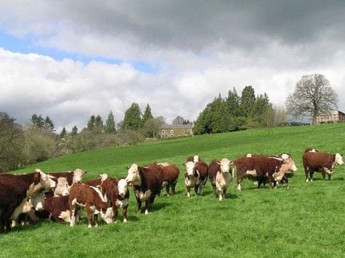 High Yielding Dairy Cattle Feed