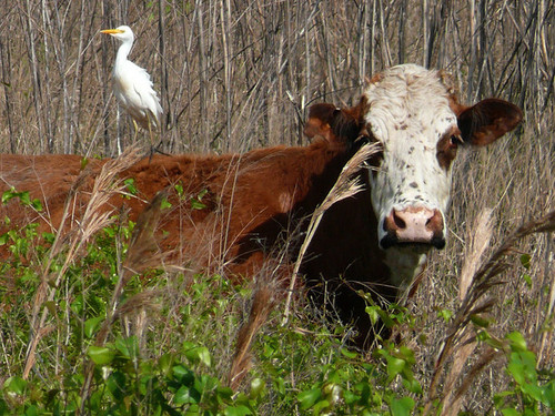 Brown Milking Cattle Feed