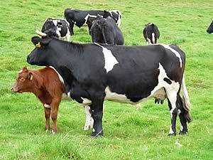 Low Yielding Cattle Feed