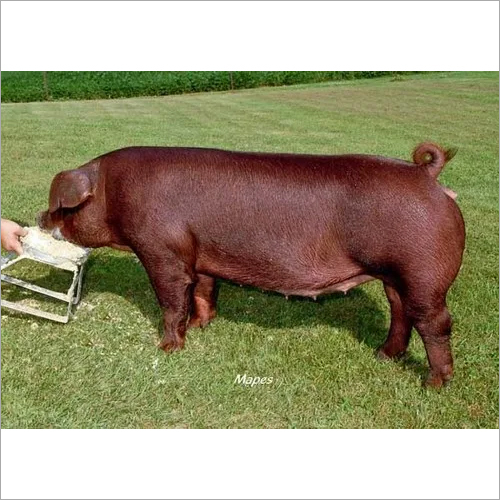 Brown Pig Grower Feed