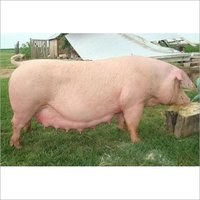 Pig Feed for Breeders