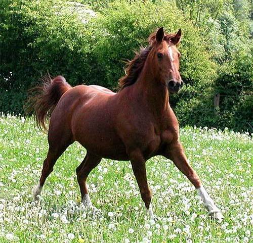 Equine Feed