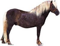 Pony Feed