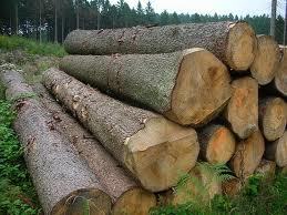 Spruce Wood Logs