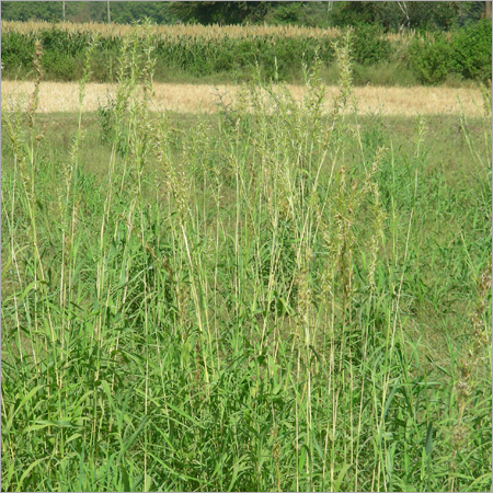 Grass Plantation