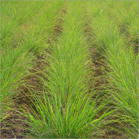 Grass Plantation Services