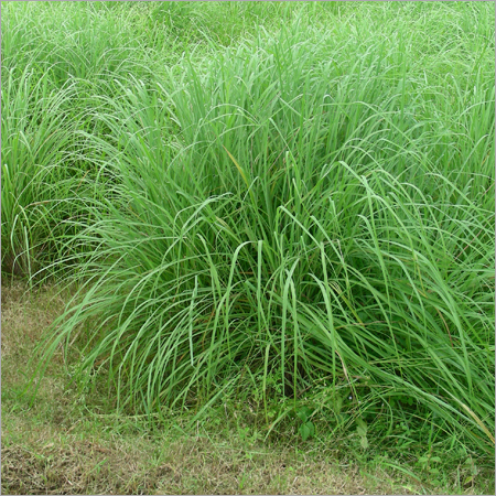 Long Grass Plantation