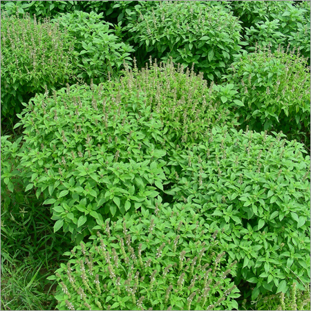 Pomegranate Grass Plantation