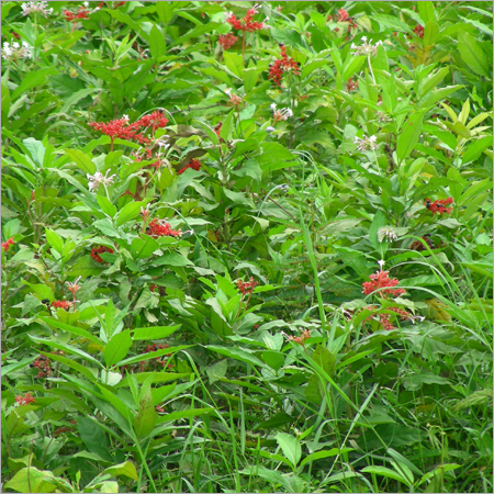 Plantation