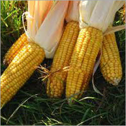 Maize Corn