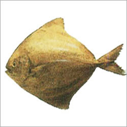 Frozen Horse Mackerel Fishs