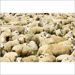 Sheep Farming
