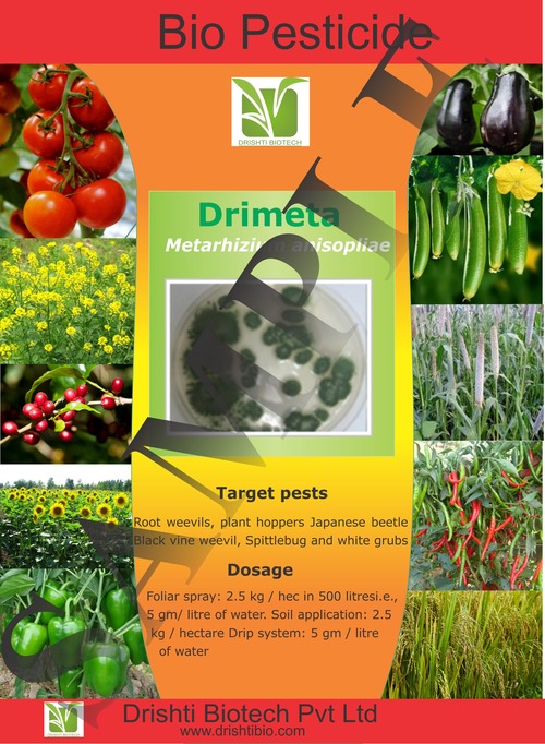 Metarhizium anisopliae